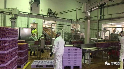 漢諾威畜牧展間隙探秘 老牌現(xiàn)代化蛋粉加工廠的施工革新